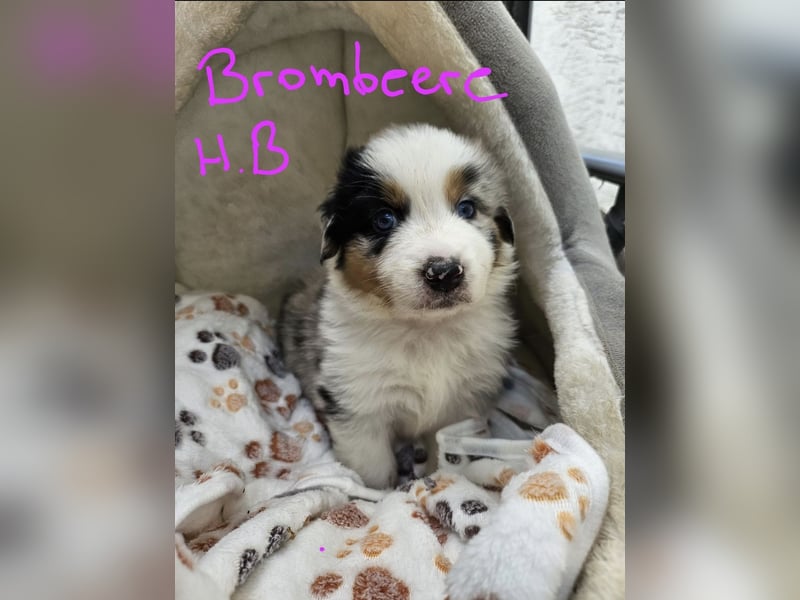 Australian Shepherd Welpen aus Niederbayern