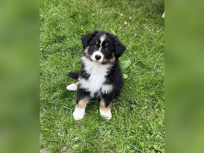 Bezaubernde Australian Shepherd Welpen, ASCA, Impf, Chip + EU Pass