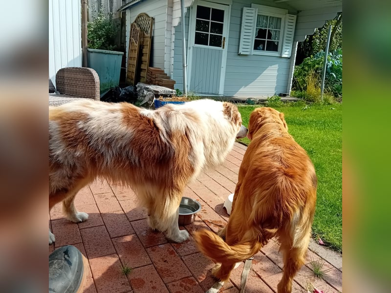 Golden Aussies