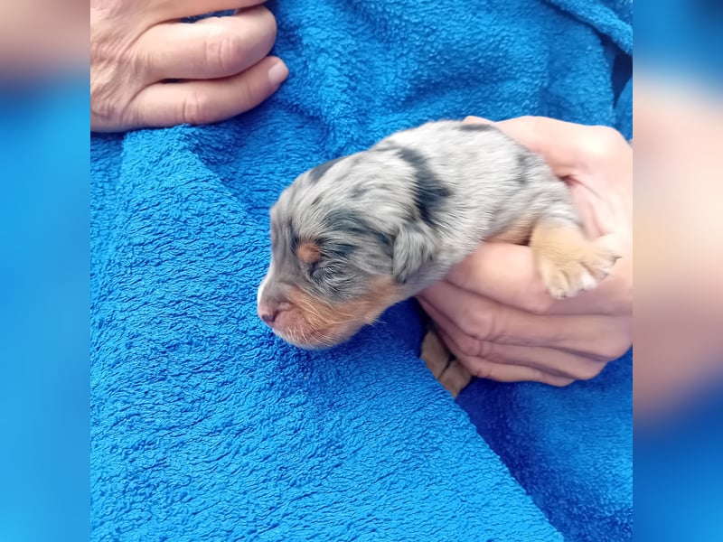 Golden Aussies