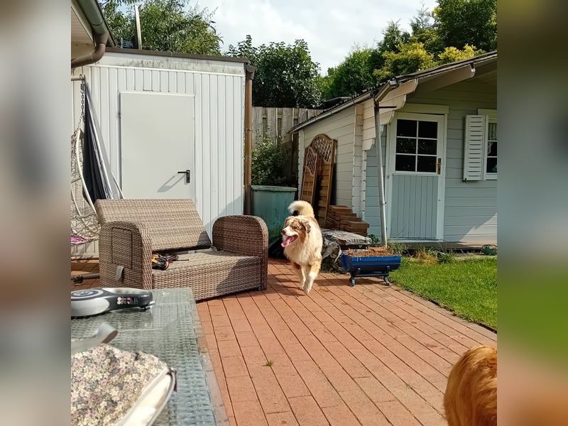 Golden Aussies