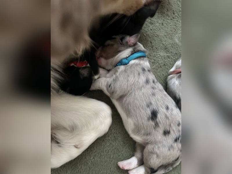 Blue Merle Weibchen