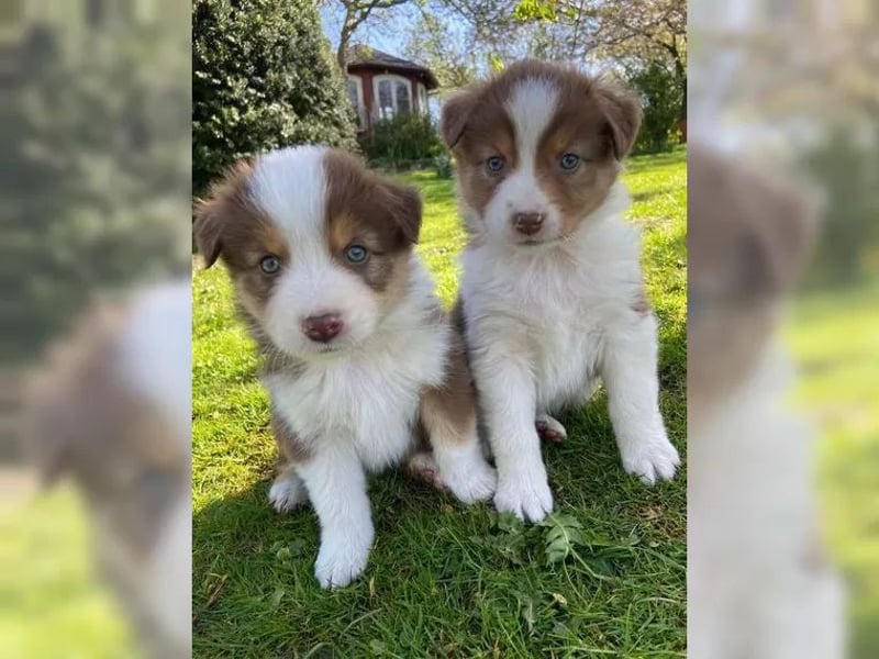 Super süße Australian Shepherd Welpen