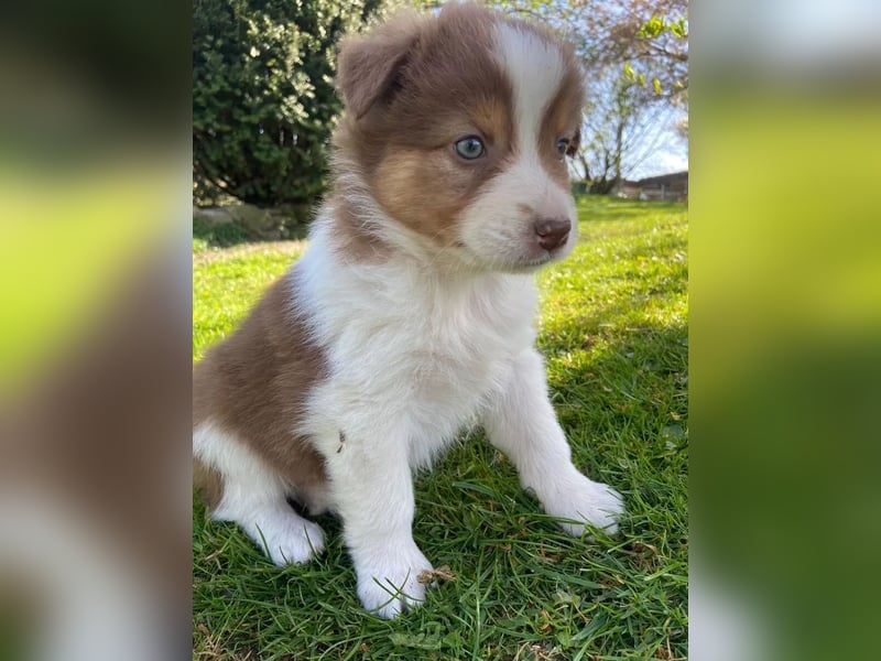 Super süße Australian Shepherd Welpen