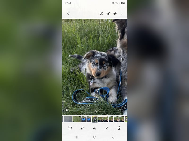 Australian shepherd hündin
