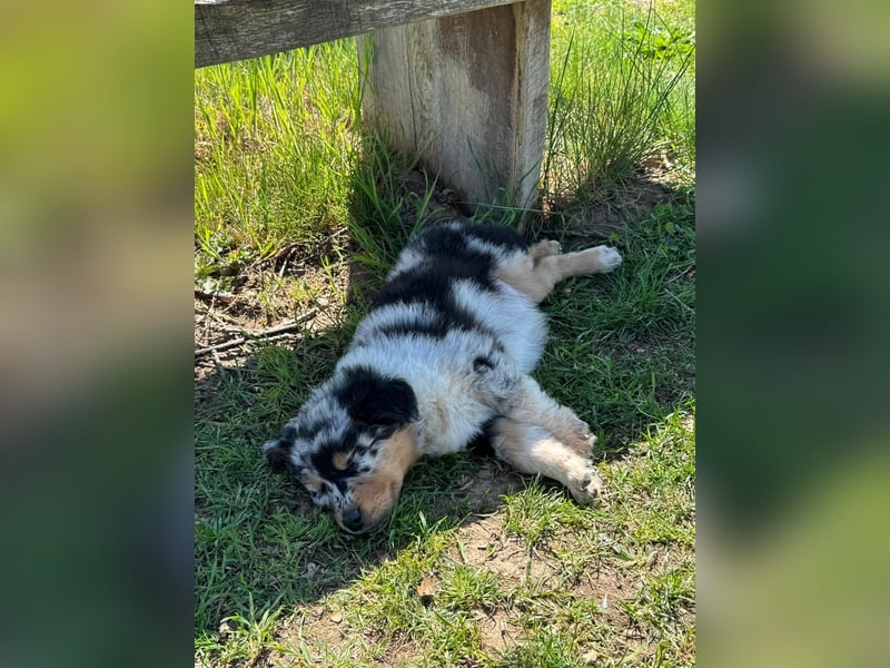 Australian shepherd hündin