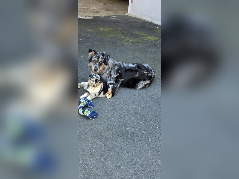 Australian shepherd hündin