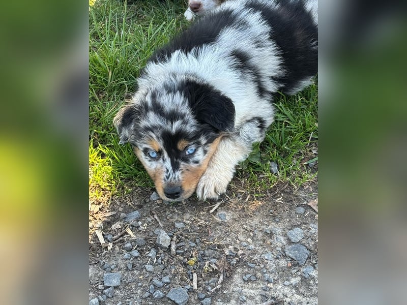 Australian shepherd hündin