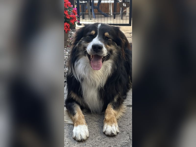 Australian Shepherd Welpen