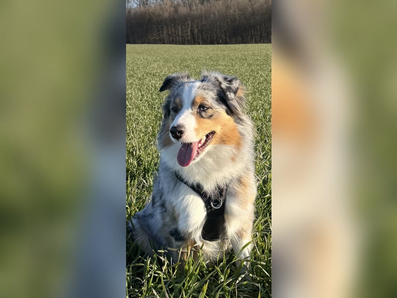 Australian Shepherd Welpen