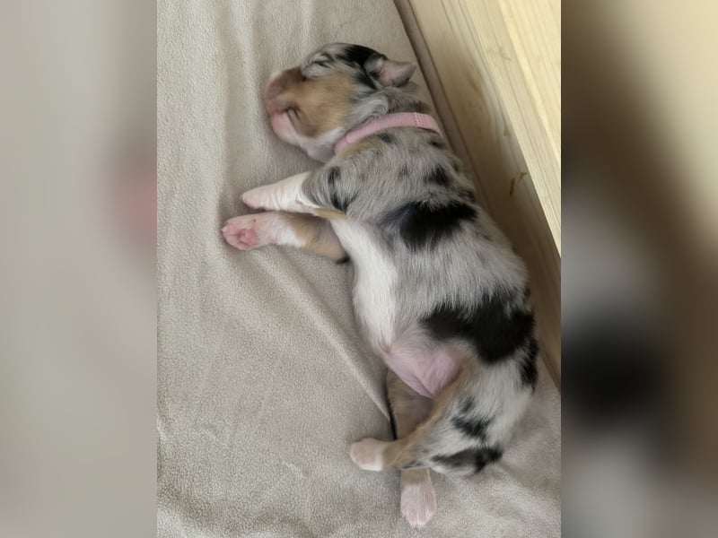 Australian Shepherd Welpen