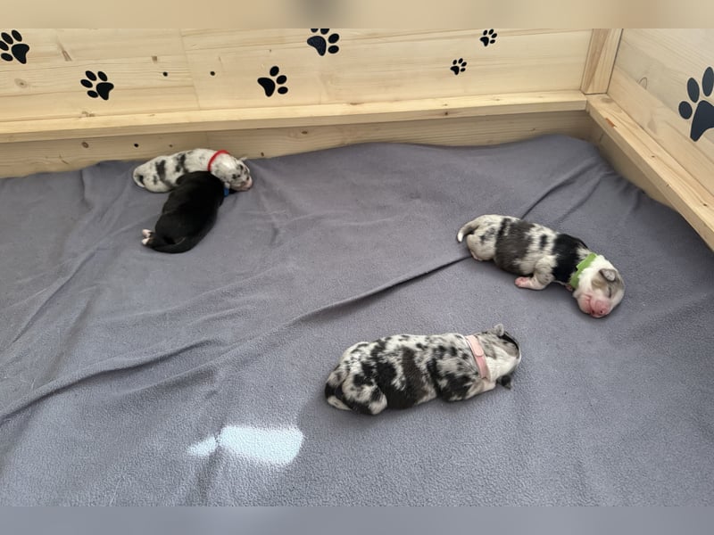 Australian Shepherd Welpen