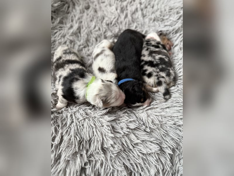 Australian Shepherd Welpen