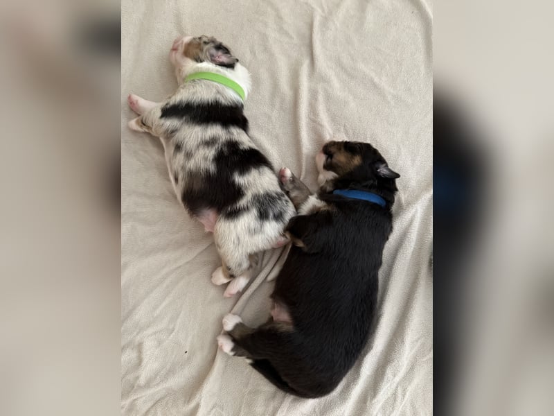 Australian Shepherd Welpen