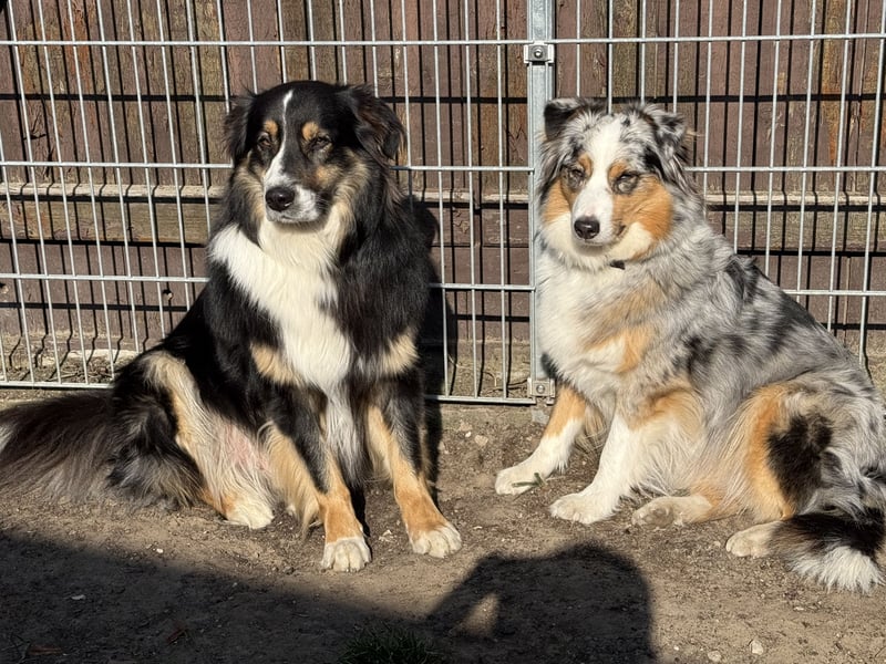 Australian Shepherd Welpen