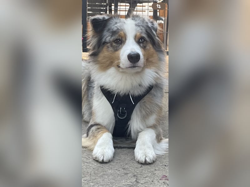 Australian Shepherd Welpen