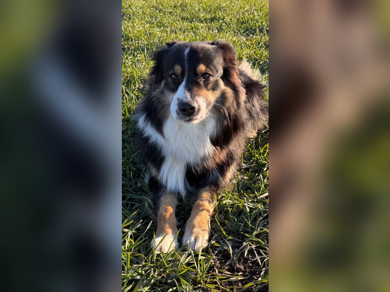 Australian Shepherd Welpen