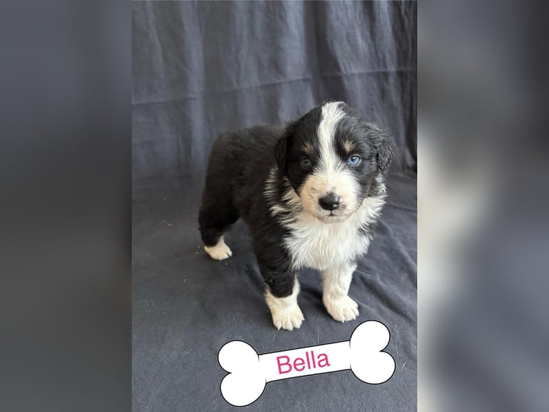 8 Australian Sheperd Welpen