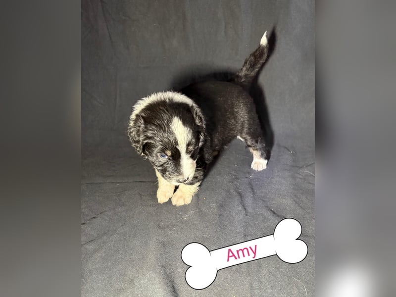 8 Australian Sheperd Welpen