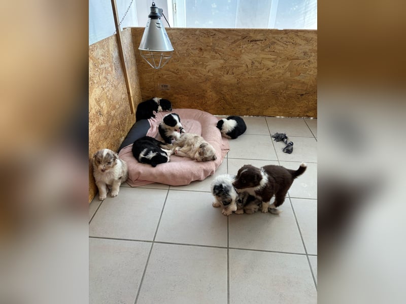 8 Australian Sheperd Welpen