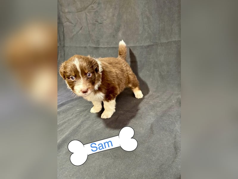 8 Australian Sheperd Welpen