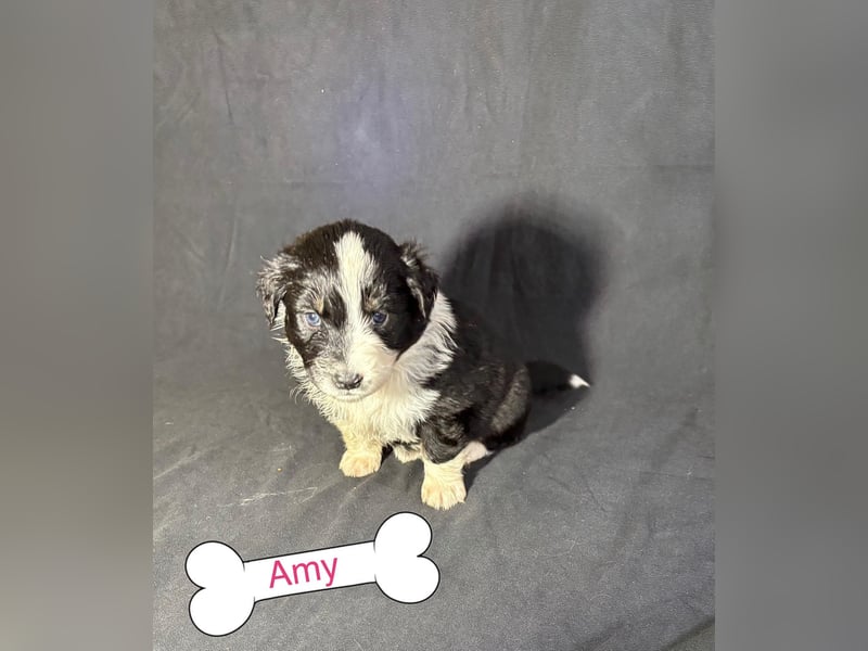 8 Australian Sheperd Welpen