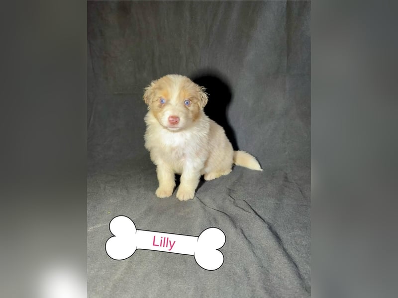 8 Australian Sheperd Welpen