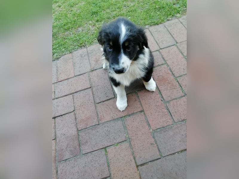 8 Australian Sheperd Welpen