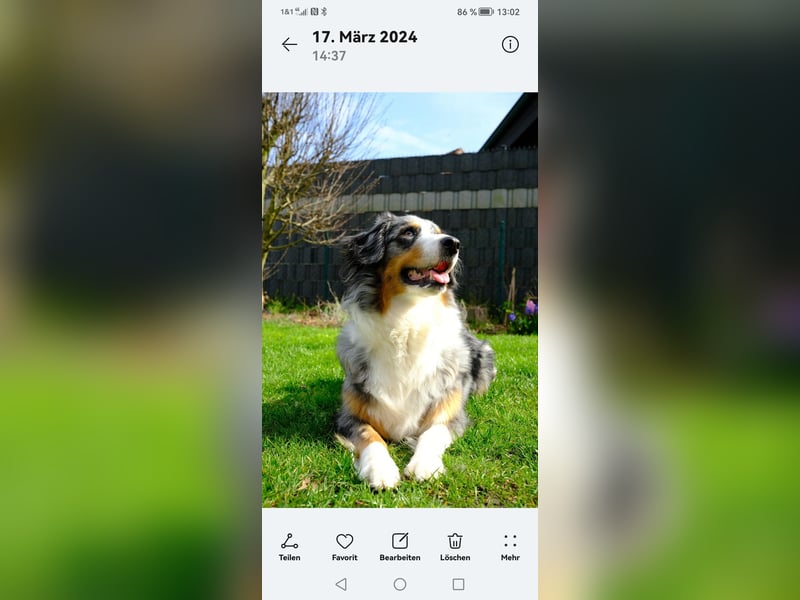 8 Australian Sheperd Welpen