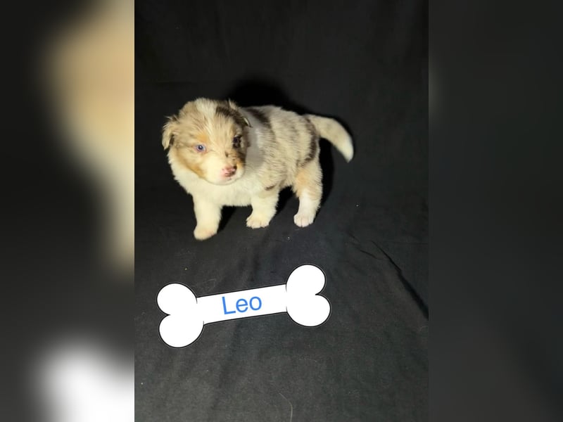 8 Australian Sheperd Welpen
