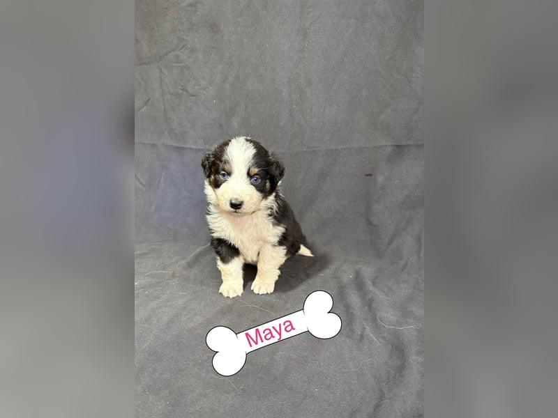 8 Australian Sheperd Welpen