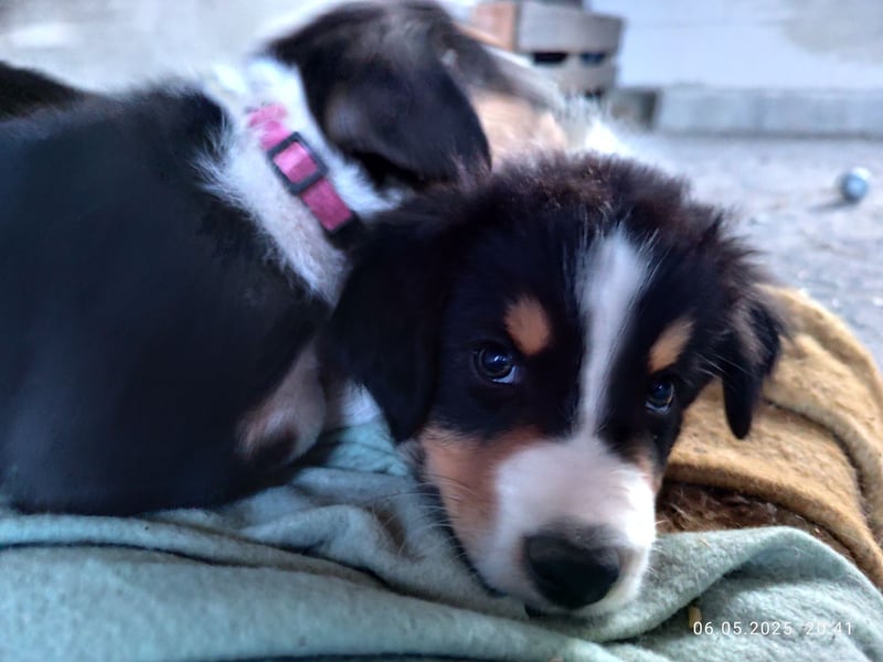 Australian Shepherd x Australian Shepherd/Aussiedor Mix Welpen