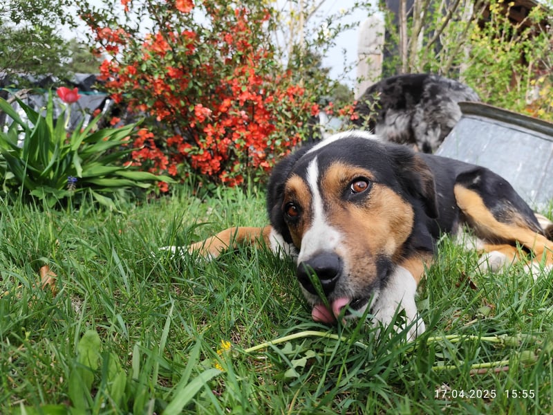 Australian Shepherd x Australian Shepherd/Aussiedor Mix Welpen