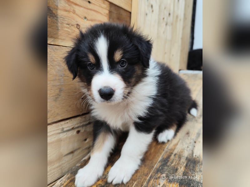 Australian Shepherd x Australian Shepherd/Aussiedor Mix Welpen