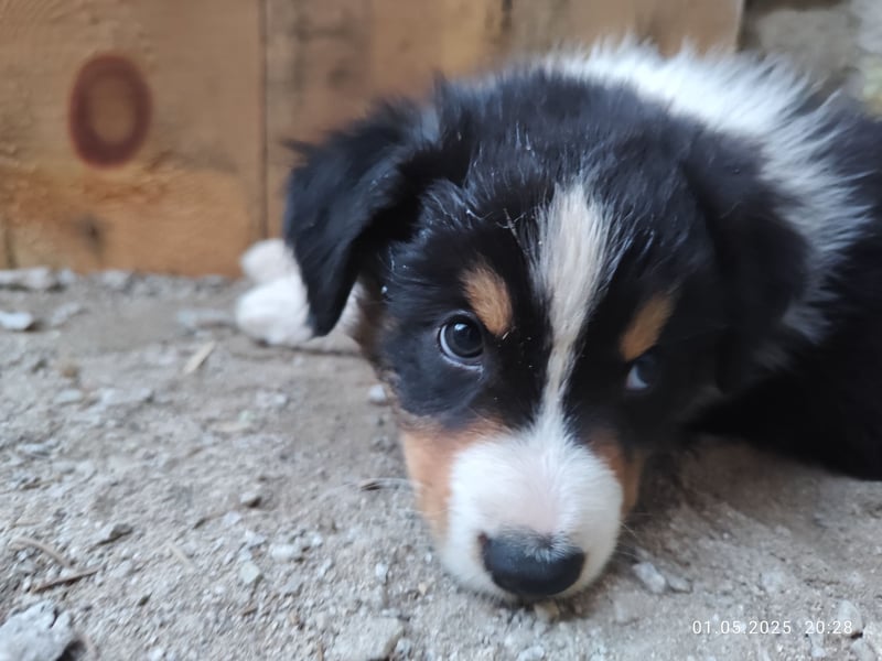 Australian Shepherd x Australian Shepherd/Aussiedor Mix Welpen
