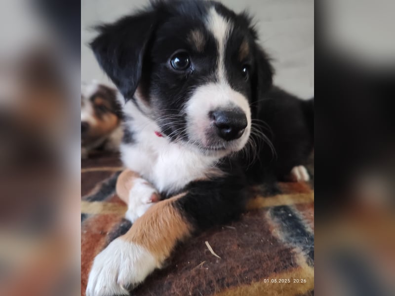 Australian Shepherd x Australian Shepherd/Aussiedor Mix Welpen