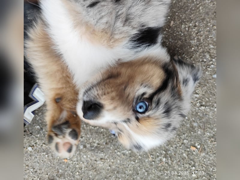 Australian Shepherd x Australian Shepherd/Aussiedor Mix Welpen
