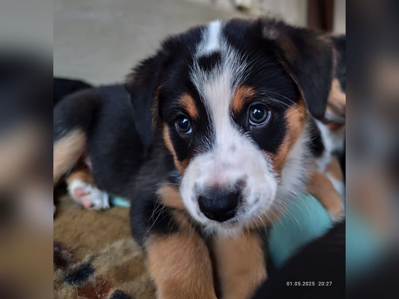 Australian Shepherd x Australian Shepherd/Aussiedor Mix Welpen