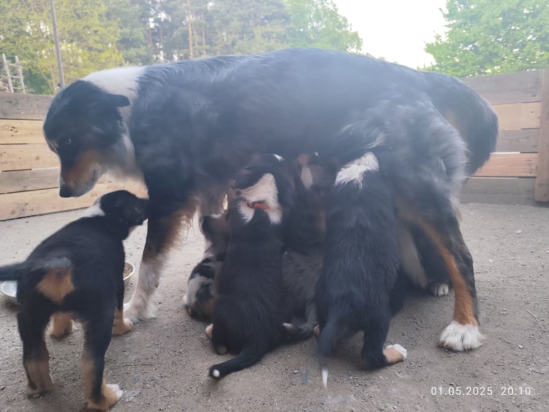 Australian Shepherd x Australian Shepherd/Aussiedor Mix Welpen