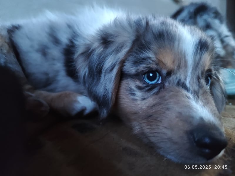 Australian Shepherd x Australian Shepherd/Aussiedor Mix Welpen