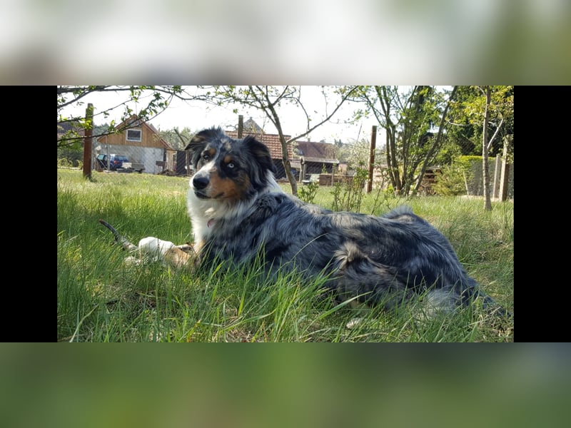 Australian Shepherd x Australian Shepherd/Aussiedor Mix Welpen