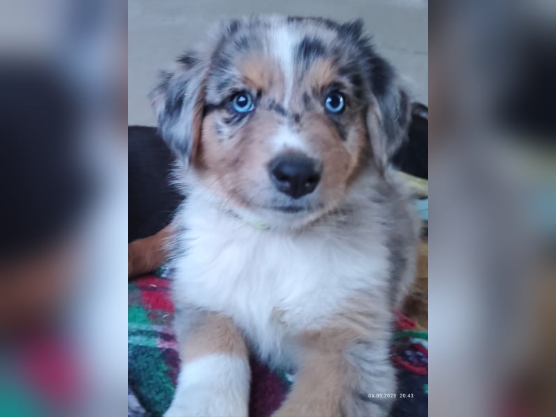 Australian Shepherd x Australian Shepherd/Aussiedor Mix Welpen
