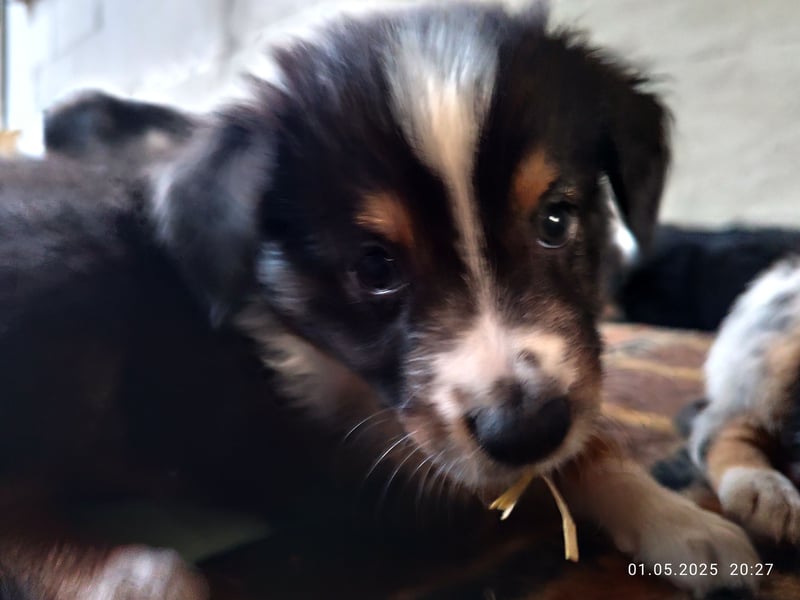 Australian Shepherd x Australian Shepherd/Aussiedor Mix Welpen