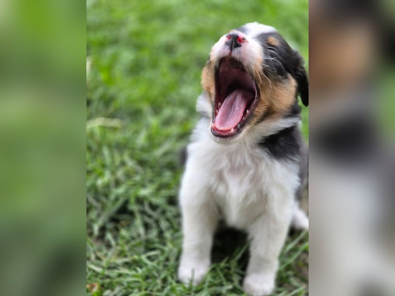 Australian Shepherd Welpen