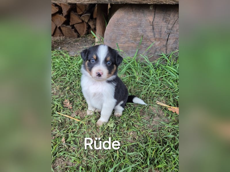 Australian Shepherd Welpen