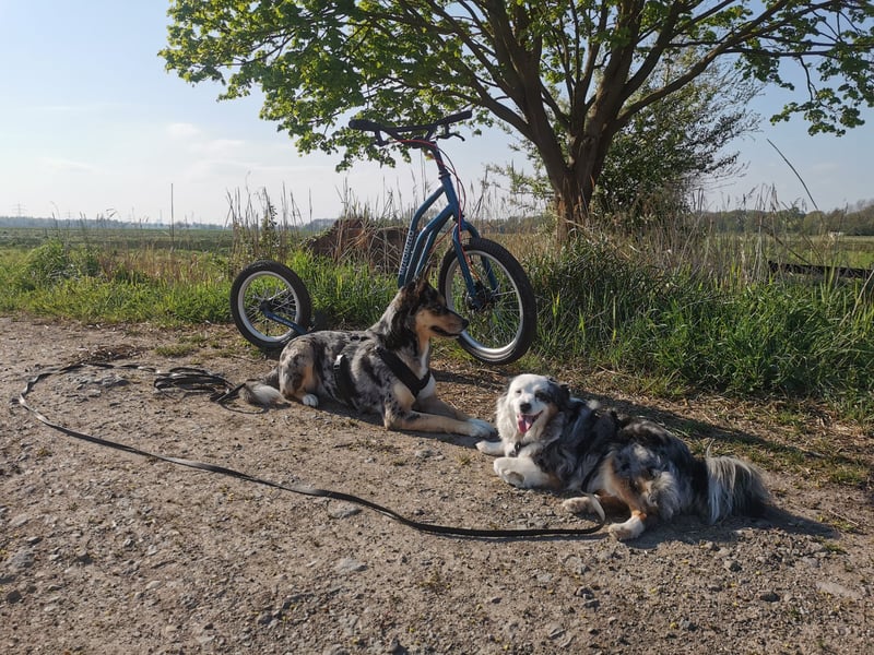 Husky Australian Shepherd Hündin