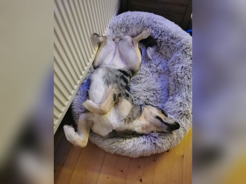 Husky Australian Shepherd Hündin