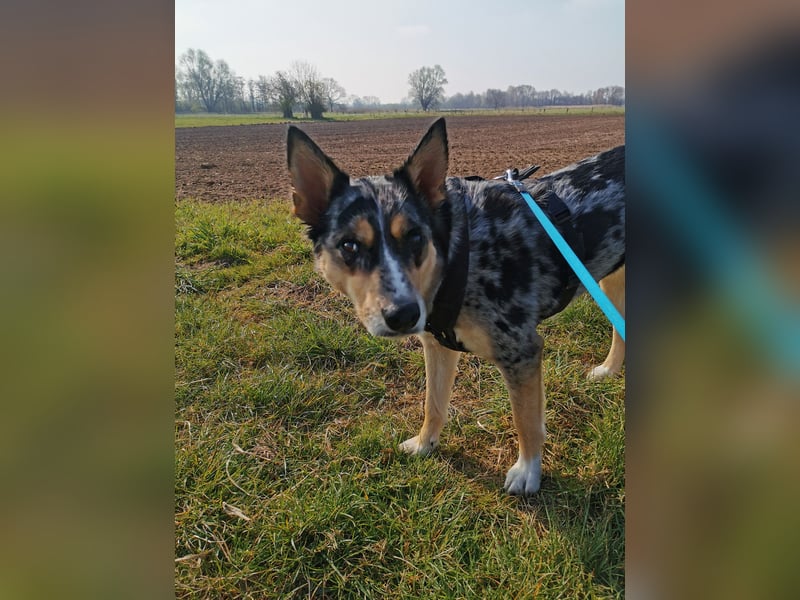 Husky Australian Shepherd Hündin