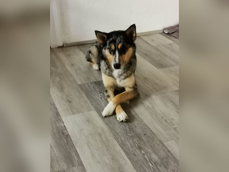 Husky Australian Shepherd Hündin