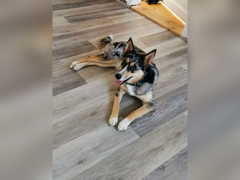 Husky Australian Shepherd Hündin